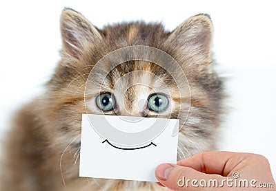 Funny kitten portrait with smile on card Stock Photo