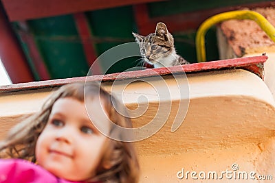 Funny kitten watching from above Stock Photo