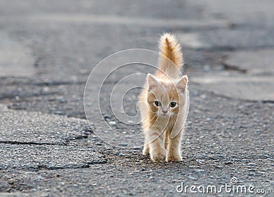 Funny kitten Stock Photo