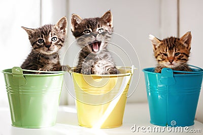 Funny kittens Stock Photo