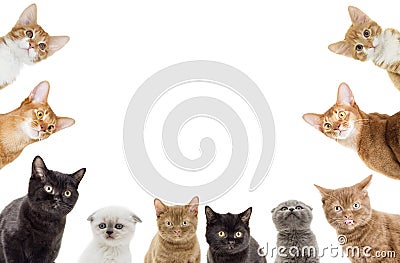 Funny kittens peeking Stock Photo