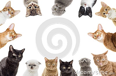 Funny kittens peeking Stock Photo