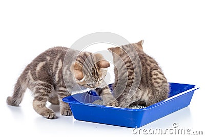 Funny kittens sitting in a cat toilet isolated on white Stock Photo