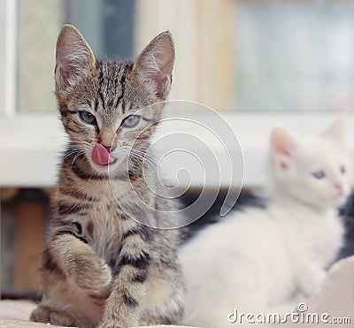 Funny kittens Stock Photo