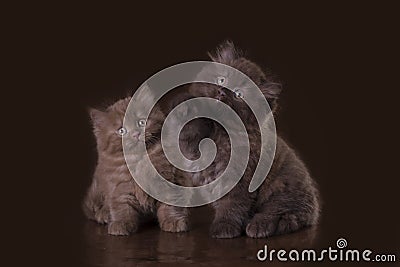 Funny kittens in studio Stock Photo