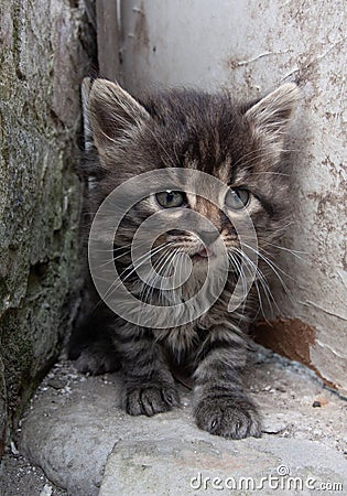 funny kitty near stone wall Stock Photo