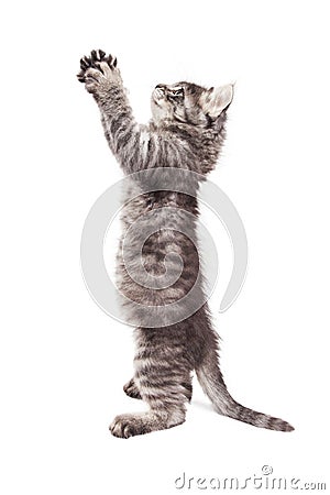 Funny Kitty Standing With Paws Up Stock Photo