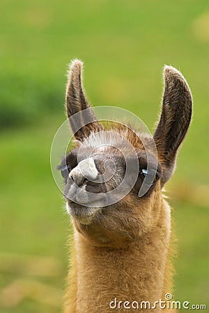 Funny lama Stock Photo