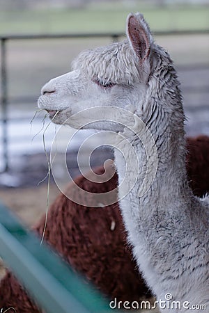 Funny lama Stock Photo