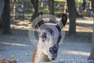 Funny lama Stock Photo