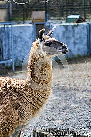 Funny lama in the zoo in summer Stock Photo