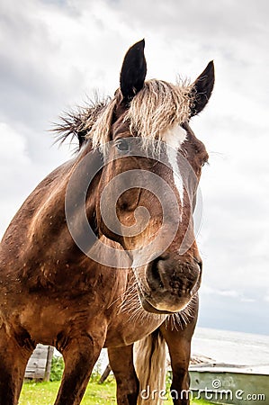 Funny large head of a happy friendly horse looking close straight into the camera Stock Photo