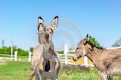 Funny laughing donkey. Portrait of cute livestock animal showing teeth in smile. Couple of grey donkeys on pasture at farm. Humor Stock Photo