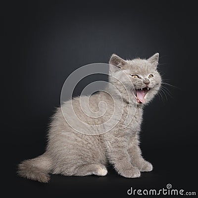 Lilac British Shorthair kitten on black Stock Photo