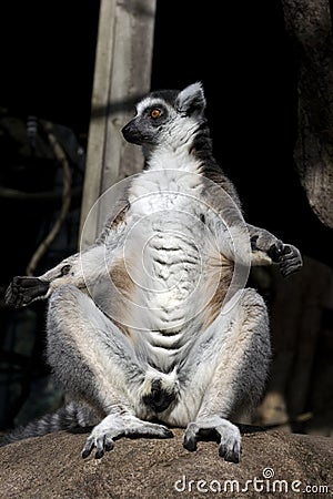 Funny lemur Stock Photo