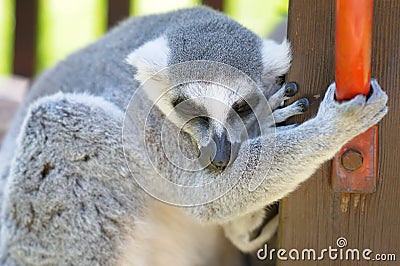 Funny lemur outdoor Stock Photo