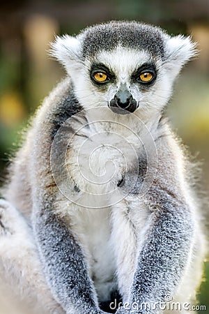 Funny Lemur Portrait Stock Photo