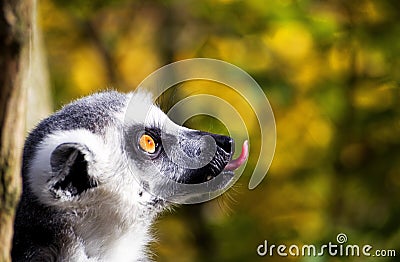 Funny Lemur Stock Photo