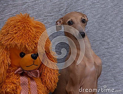 Funny light brown Italian Greyhound breed dog posing with a soft toy bear Stock Photo