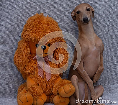 Funny light brown Italian Greyhound dog posing with a soft toy bear on a gray background Stock Photo