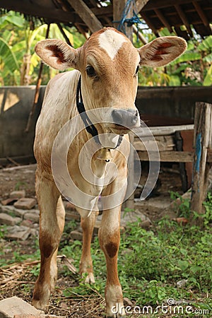 A funny light brown white beef calf seems to be curious and thinking. Stock Photo