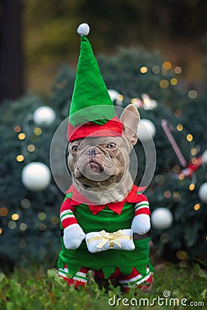 Funny lilac colored French Bulldog dog wearing a traditional cute christmas elf costume with arms holding present Stock Photo