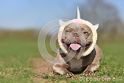 Funny lilac French Bulldog dog with fluffy unicorn headband and tongue sticking out Stock Photo