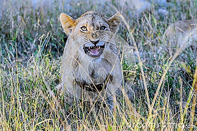 Funny Lion Cub Stock Photo