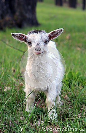 Funny little curious goatling Stock Photo