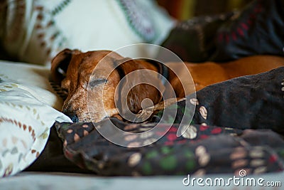 Funny little dog, the dachshund is sleeping sweetly on the couch Stock Photo