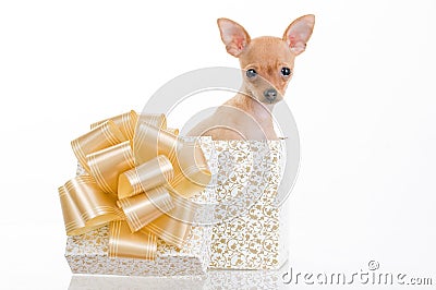 Funny little dog in gift box Stock Photo