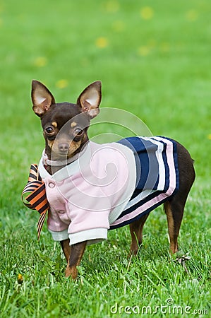 Funny little dog in green grass Stock Photo