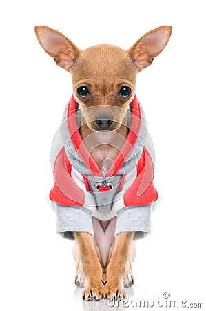 Funny little dog in jacket Stock Photo