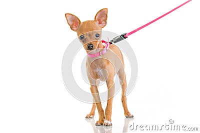 Funny little dog with pink leash Stock Photo