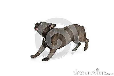 Funny little doggy, French bulldog dog isolated over white studio background. Concept of activity, pets, care, vet, love Stock Photo