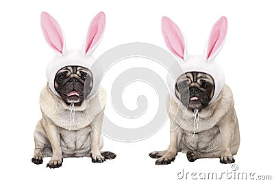 Funny little easter pug puppy dogs, sitting down, wearing easter bunny cap with ears Stock Photo