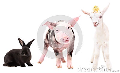 Funny little farm animals standing together Stock Photo