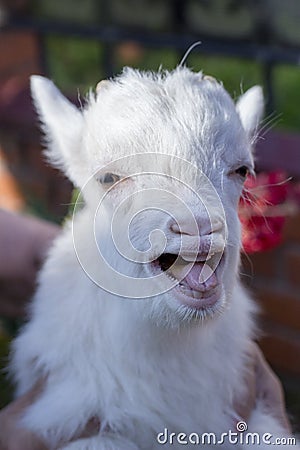 Funny little goat shows tongue Stock Photo