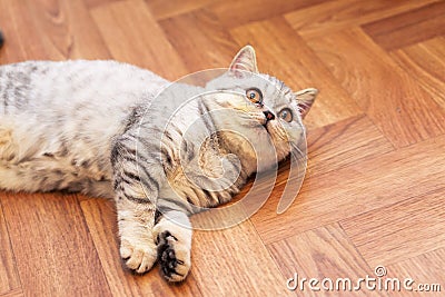 Funny little grey scottish cat Stock Photo