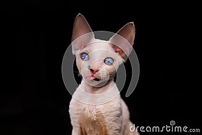 funny little kitten shows tongue on black background Stock Photo