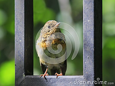 Funny little orange bird Robin chick sits on the blue wooden fe Stock Photo