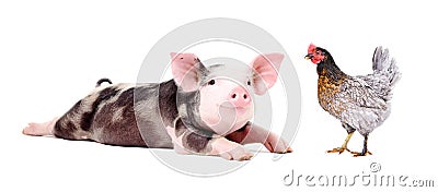 Funny little pig and chicken together Stock Photo