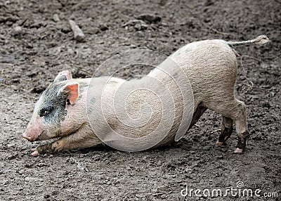 Funny little piglet Stock Photo