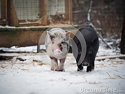 Funny little pigs. Noses in the snow Stock Photo