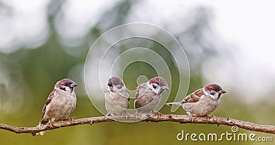 Funny little sparrows birds are sitting in a group in a spring S Stock Photo