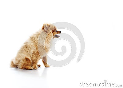 Funny little spitz Stock Photo