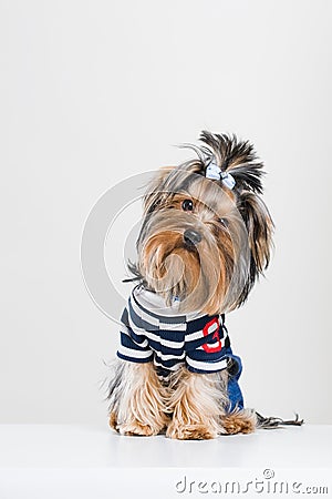 Funny little Yorkshire terrier in pullover Stock Photo