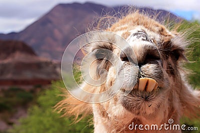 Funny llama Stock Photo