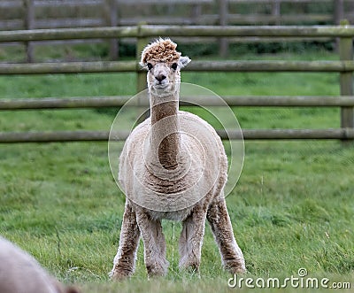 Funny llama on a field on a farm Stock Photo