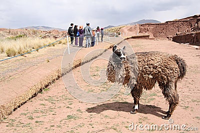 Funny Llama in Tiwanaku ruins, Altiplano, Bolivia Editorial Stock Photo